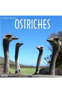 Ostriches