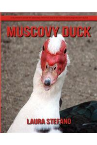 Muscovy Duck