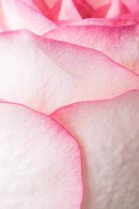 Pink Rose Mini Notebook