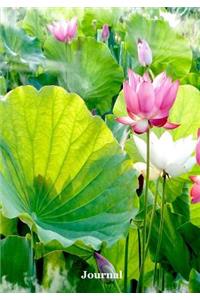 Journal