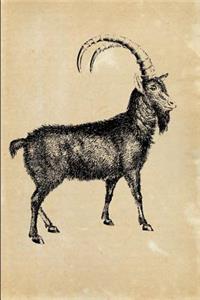 Alpine Ibex (Capra ibex)