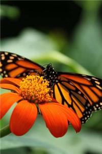 Mind Blowing Butterfly Close Up 200 Page Lined Journal