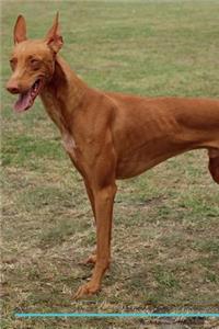 Pharaoh Hound Affirmations Workbook Pharaoh Hound Presents