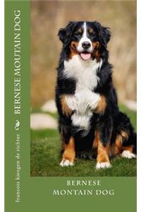 bernese moutain dog