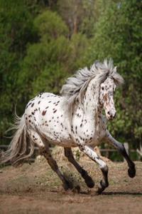 Appaloosa