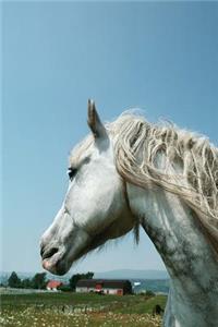 Equine Journal Gazing Dappled Grey