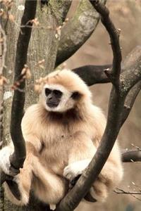 Gibbon