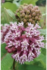 Milkweed