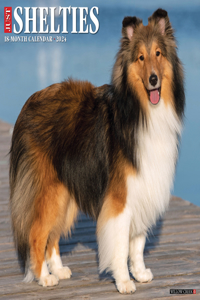 Just Shelties 2024 12 X 12 Wall Calendar