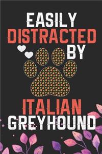 Easily Distracted by Italian Greyhound