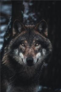 Wolf In The Wild 2020 Weekly Monthly Planner