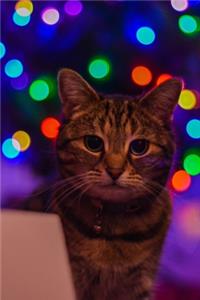 Kalender Katze im buntem Licht