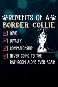 Benefits Of A Border Collie