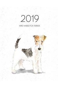 2019 Wire Haired Fox Terrier
