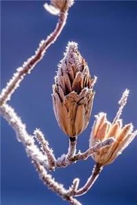Frost on the Tree Branch Nature in Early Winter Journal