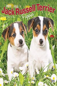Jack Russell Terrier Puppies 2022 Square