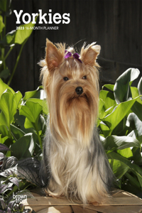 Yorkshire Terriers 2023 Engagement