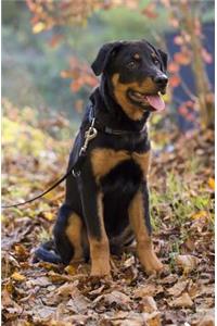 Dog Journal/Notebook