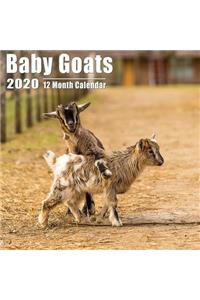 Baby Goats Small Calendar 2020