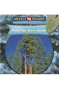 How Pine Trees Grow