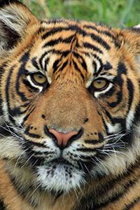 Sumatran Tiger Notebook