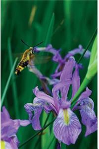 Petite Wild Blue Iris Journal