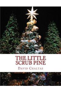 Little Scrub Pine