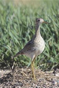 Upland Sandpiper Journal