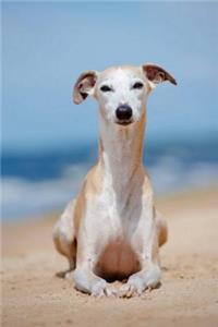 Whippet