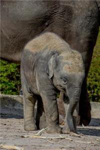 Baby African Elephant with Its Mother Journal