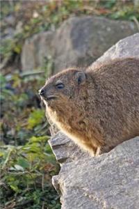 Chubby Procavia Capensis Cape Hyrax on a Rock Journal