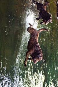 Chesapeake Bay Retriever Dogs Playing Journal