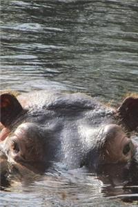 Peek a Boo Hippo in the River Journal
