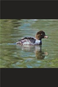 Barrow's Goldeneye Duck Female Journal