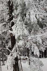 2019 Daily Planner Winter Season Snowy Woods 384 Pages