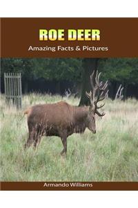 Roe Deer: Amazing Facts & Pictures