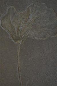 Crinoid Fossil Notebook