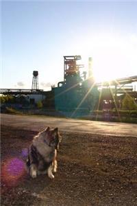 A Keeshond Dog Looking Back at the Setting Sun Journal