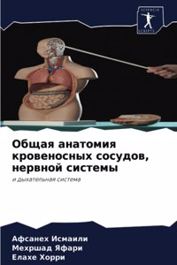 Общая анатомия кровеносных сосудов, нервн