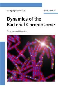 Dynamics of the Bacterial Chromosome: Structure and Function