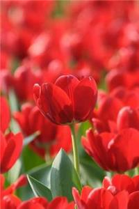MindBlowing Tulip Journal 1