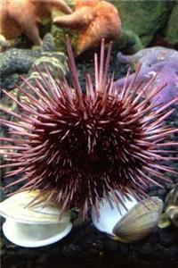 Sea Urchin Journal