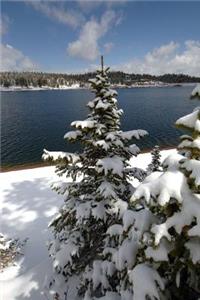 Snow Covered Pine Trees Beside North Catamount Reservoir Colorado USA Journal