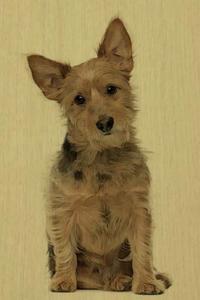 Australian Terrier: Artified Pets Dog Journal/Notebook/Diary
