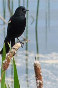 So Gorgeous Blackbird in the Wetlands Marsh Journal