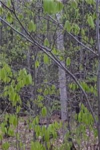 Journal Spring Forest Trees New Leaves