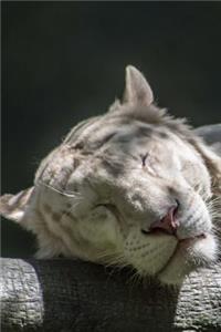 Snoozing White Tiger Journal