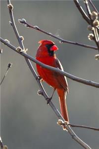 Gorgeous Red Cardinal Bird Journal