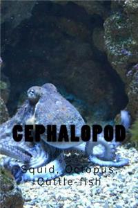 Cephalopod