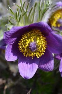 Purple Pulsatilla Pasque Flower Bloom Journal